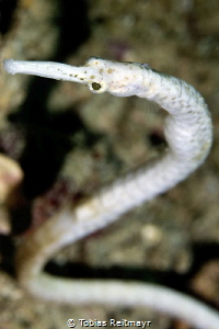Pipefish at Palong, Phi Phi Ley by Tobias Reitmayr 